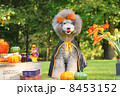 ハロウィンのプードル 8453152