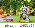 ハロウィンのプードル 8453154