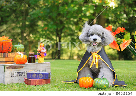 ハロウィンのプードル 8453154