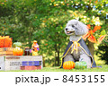 ハロウィンのプードル 8453155