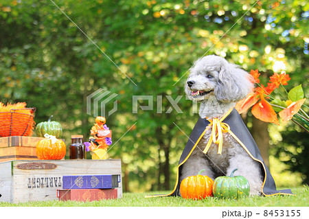 ハロウィンのプードル ハロウィンのプードル 8453155