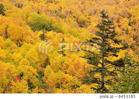 乗鞍の紅葉 乗鞍の紅葉 8453185