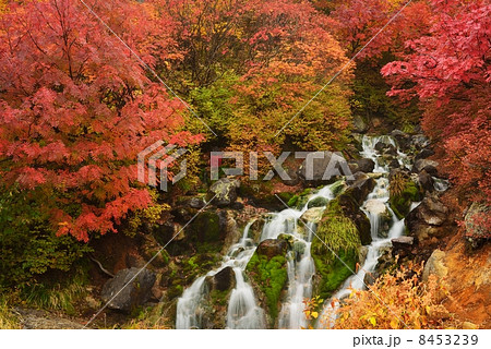 乗鞍の紅葉 8453239