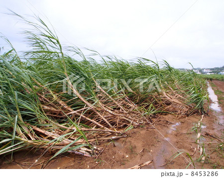 台風の爪痕 8453286