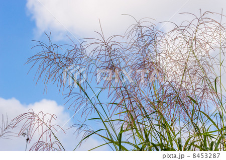 ススキ 8453287
