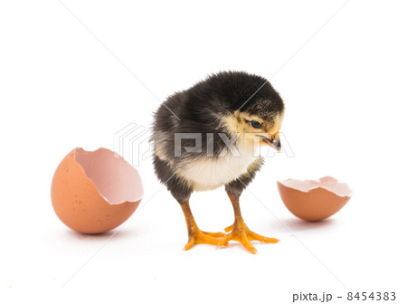 Little newborn baby chicken 8454383