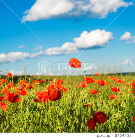 poppy poppy 8454455