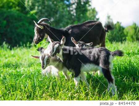 small goat grazing small goat grazing 8454470