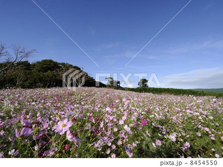 上場高原のコスモス 8454550