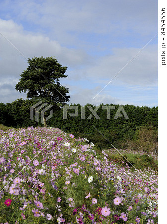 上場高原のコスモス 8454556
