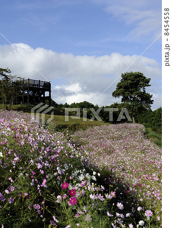 上場高原のコスモス 上場高原のコスモス 8454558