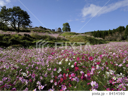 上場高原のコスモス 上場高原のコスモス 8454560