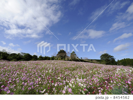 上場高原のコスモス 8454562