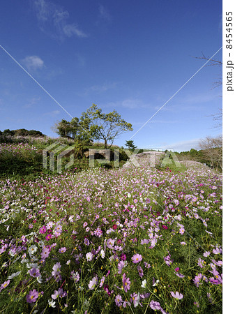 上場高原のコスモス 8454565