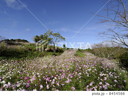 上場高原のコスモス 8454566