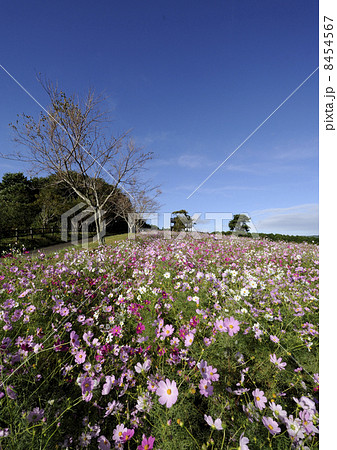 上場高原のコスモス 8454567