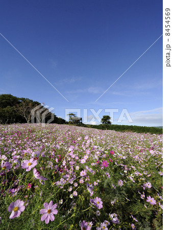 上場高原のコスモス 8454569
