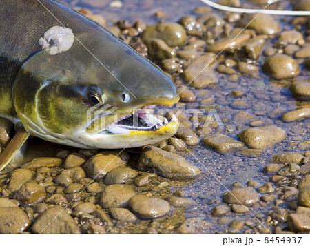 オス鮭の顔 オス鮭の顔 8454937