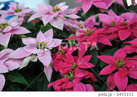 ポインセチア ポインセチア 8455151