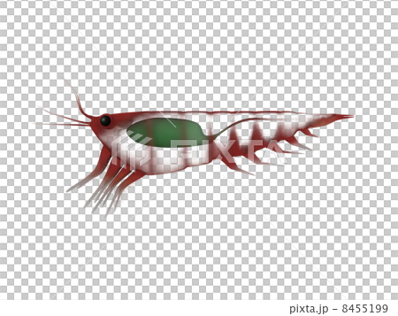 磷蝦 磷蝦 8455199