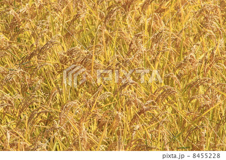 実りの秋　黄金に輝く日本の米　うまい 8455228