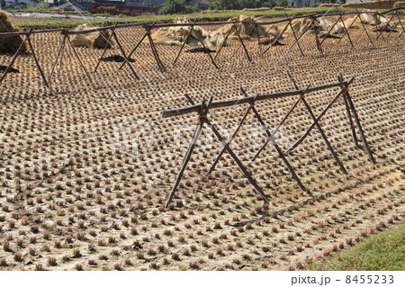 実りの秋　黄金に輝く日本の米　うまい 8455233