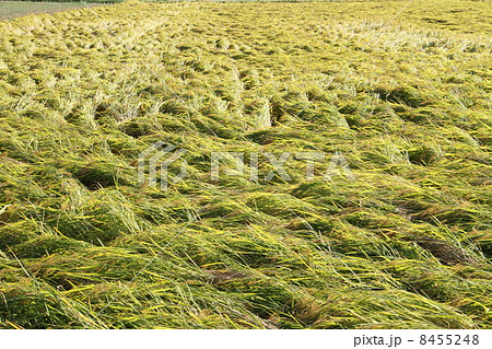 実りの秋　黄金に輝く日本の米　うまい 8455248