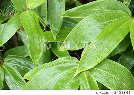 朝露にうたれて笹の葉 朝露にうたれて笹の葉 8455341
