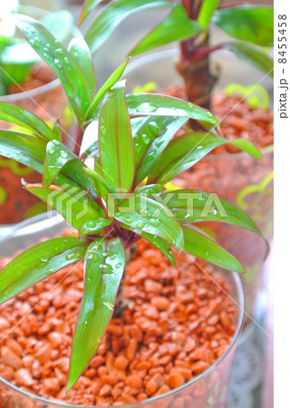 テーブルグリーン 8455458