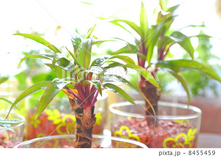 テーブルグリーン 8455459