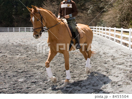 乗馬 乗馬 8455504