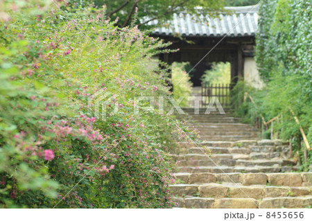 萩の花　白毫寺 8455656