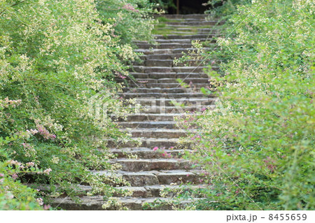 萩の花 白毫寺 萩の花 白毫寺 8455659