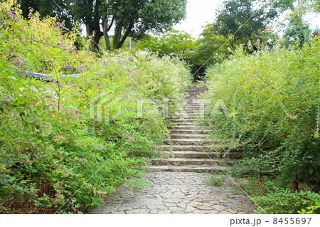 萩の花 白毫寺 萩の花 白毫寺 8455697