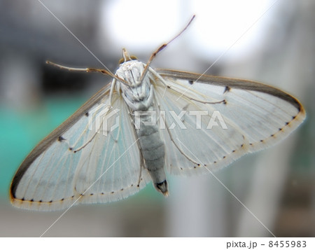 マエアカスカシノメイガ 8455983