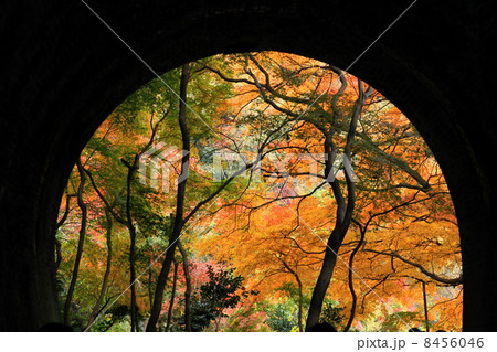 愛岐トンネル群の紅葉 愛岐トンネル群の紅葉 8456046