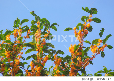 キンモクセイの花 キンモクセイの花 8456137