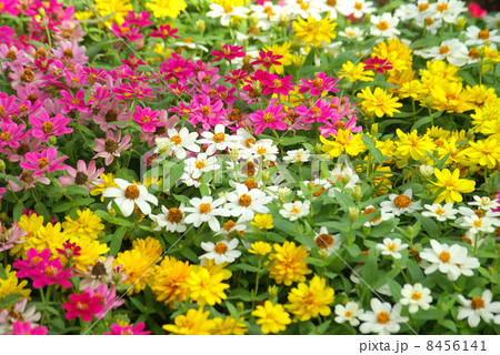 花壇の花 花壇の花 8456141