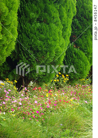 コノテガシワ センジュの植え込みに沿って咲くポーチュラカの花の写真素材