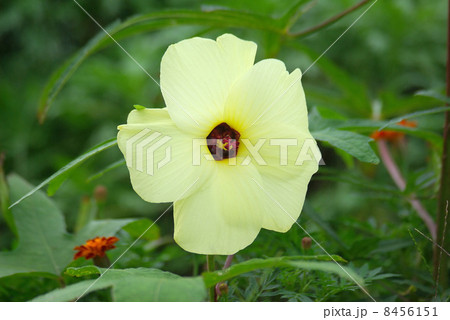 トロロアオイの花 8456151