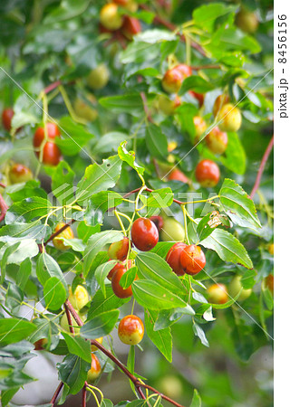 ナツメの実 8456156