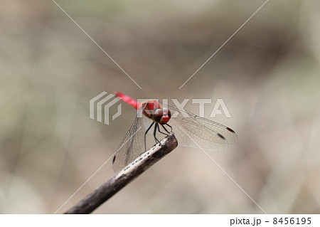 赤とんぼ（ナツアカネ）０５ 8456195