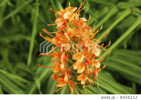 ジンジヤー 花 02 ジンジヤー 花 02 8456212