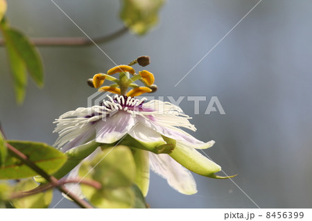 トケイソウ・パンダ 8456399