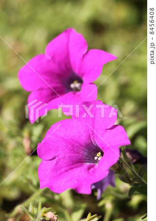 ペチュニア・ラベンダーウェーブ 8456408