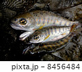 アマゴ（天女魚） 8456484
