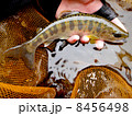 アマゴ（天女魚） 8456498