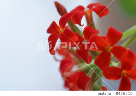赤いカランコエ 8456510
