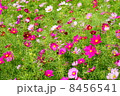 コスモス 8456541