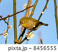 梅の花とメジロ 8456555